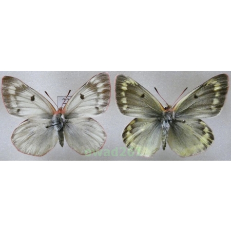Colias phicomone (Esper, 1780) pair Austria23